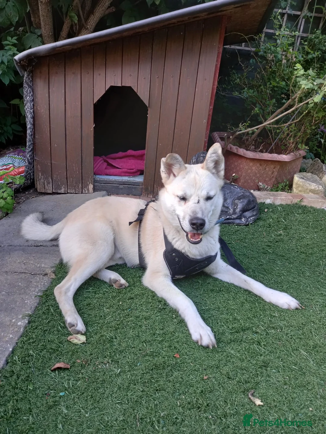 Mixed Breed dogs for adoption: Handsome Fivos Huskey X Shepherd in Norwich - Advert 9