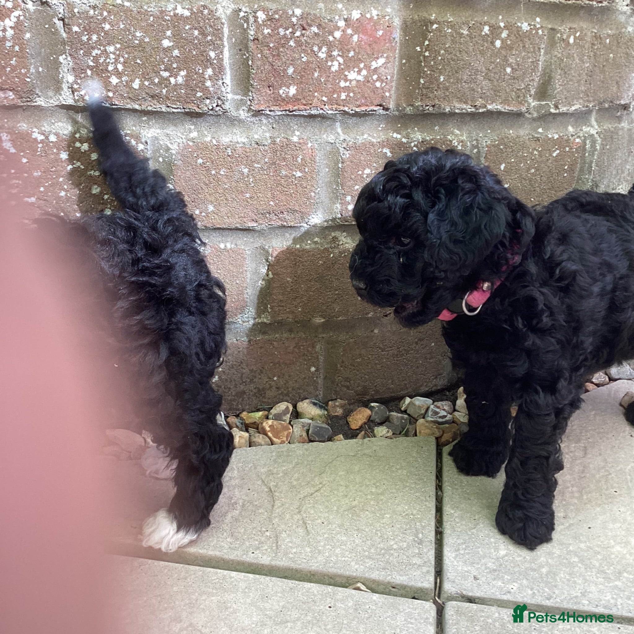 Toy Poodle dogs Gorgeous Toy Poodles - Price reduced  - Advert 2