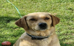 Goldador dogs for sale: Gorgeous Golden Retriever Puppies  - Image 3