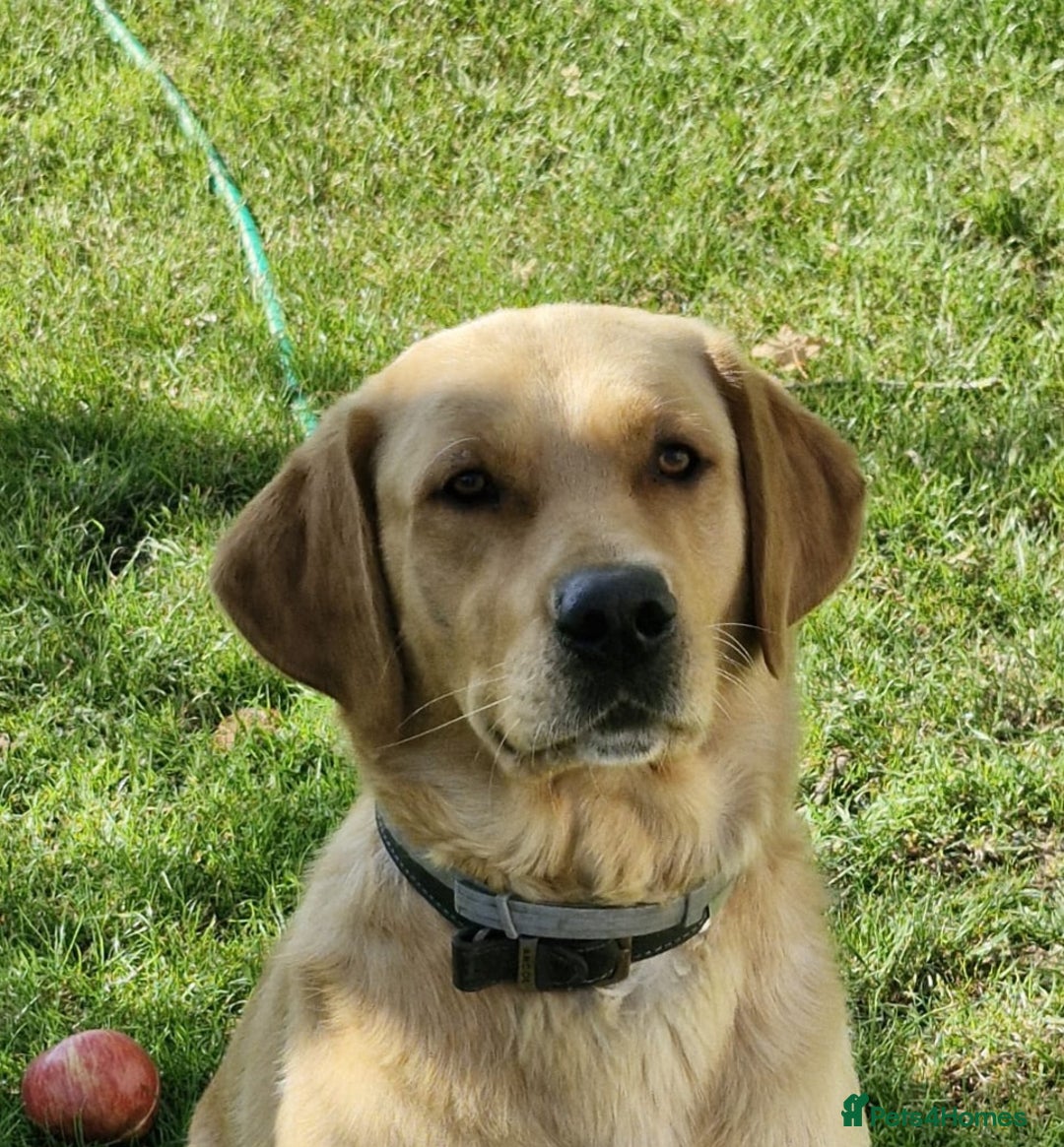 Goldador dogs for sale: Gorgeous Golden Retriever Puppies  - Image 3