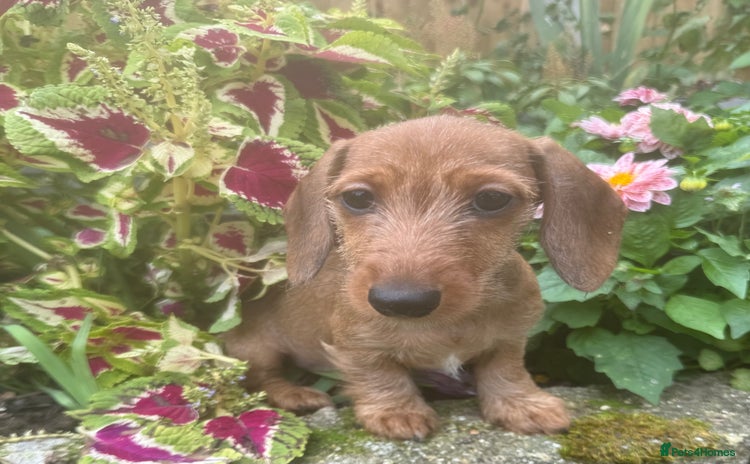 Miniature Dachshund dogs - Advert 8