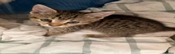 Mixed Breed cats for sale: 5 female kittens in Newbury - Advert 1
