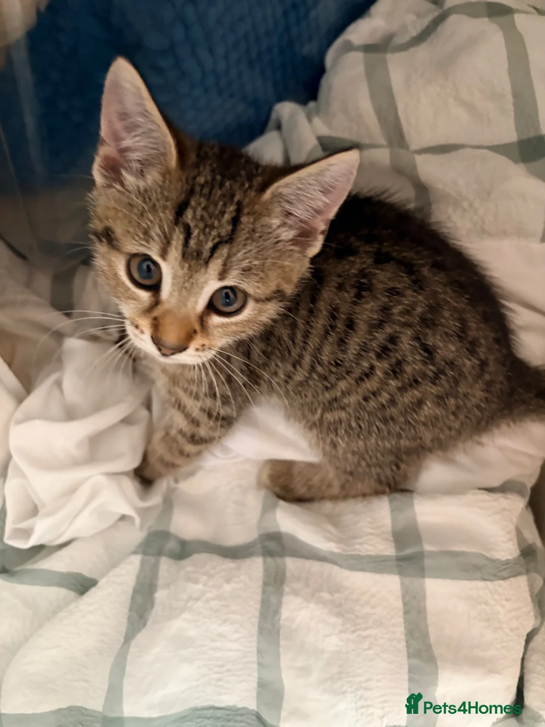 Mixed Breed cats for sale: 5 female kittens in Newbury - Advert 1