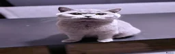 British Shorthair cats for sale: Beautiful British shorthair  - Advert 3