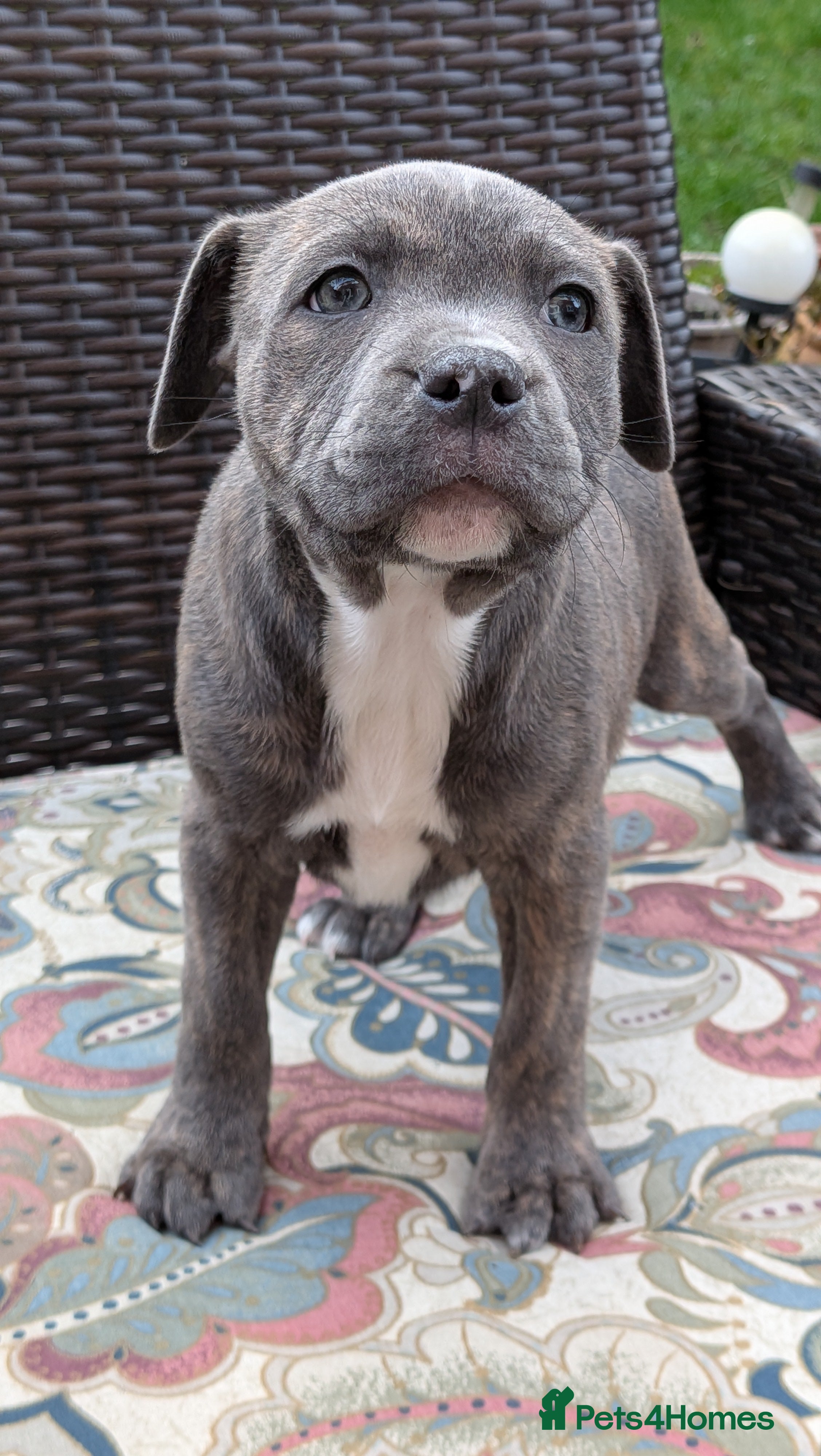 Staffordshire Bull Terrier dogs Staffordshire bull terrier blue brindle 1 girl lef - Advert 9