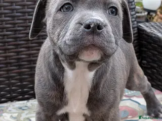 Staffordshire Bull Terrier dogs Staffordshire bull terrier blue brindle 1 girl lef - Advert 9