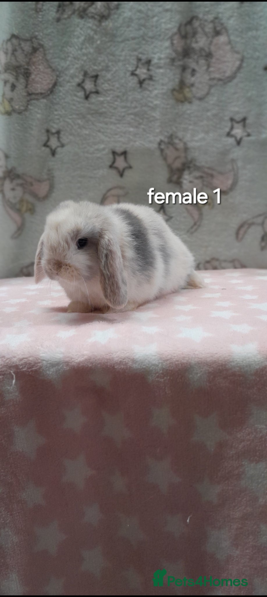 Mini Lop rabbits Purebred mini lop rabbits  - Advert 1