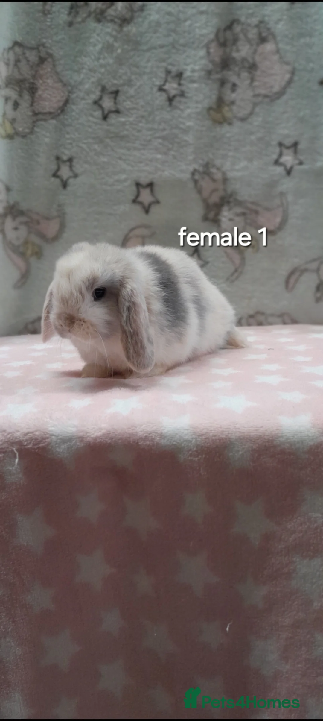 Mini Lop rabbits for sale: Purebred mini lop rabbits  - Advert 1