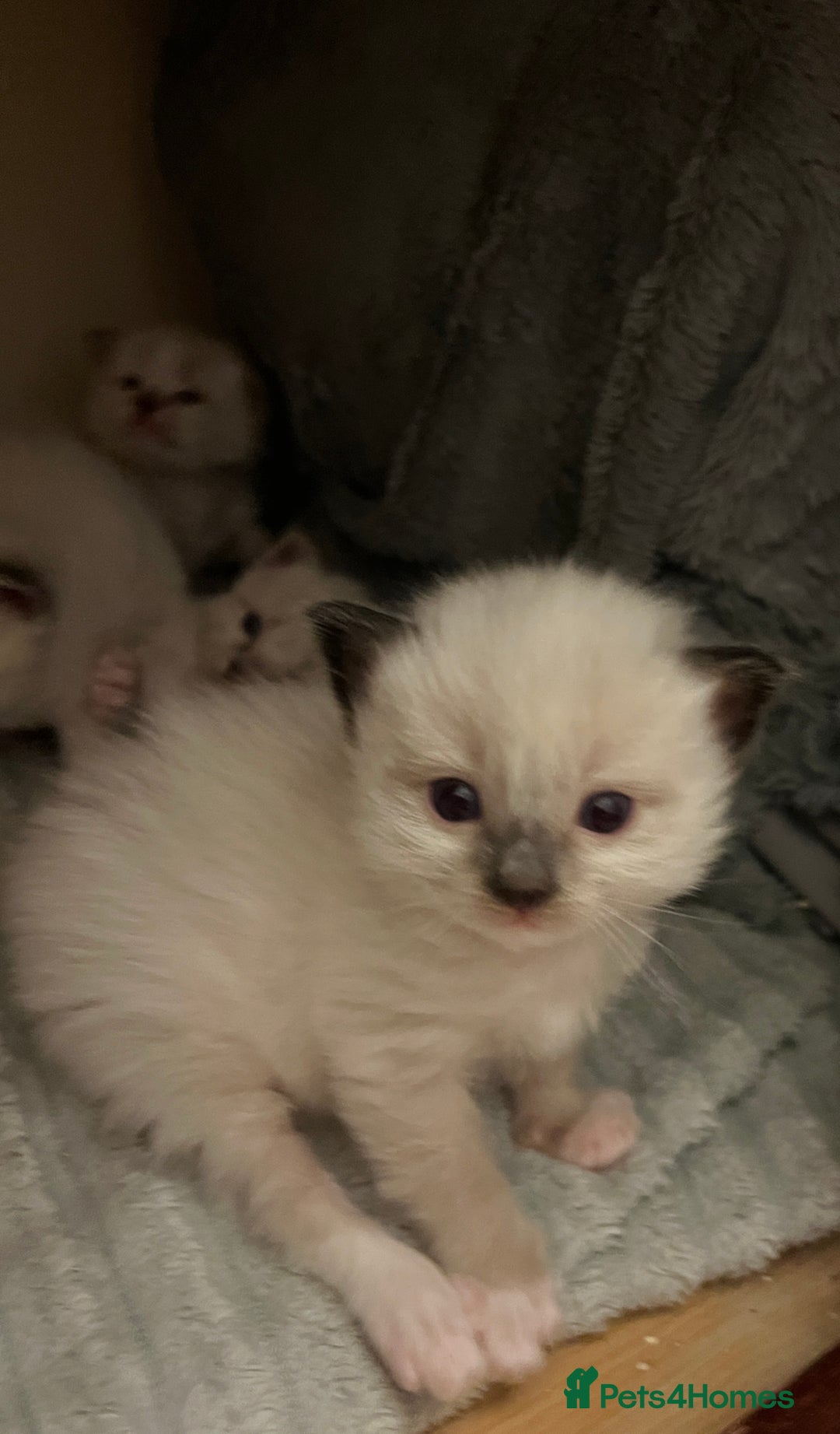 Ragdoll cats for sale: Ragdoll-mix Kittens – Ready 7th March (1 Reserved) - Advert 9