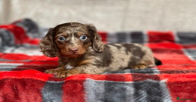 Miniature Dachshund dogs - Advert 2