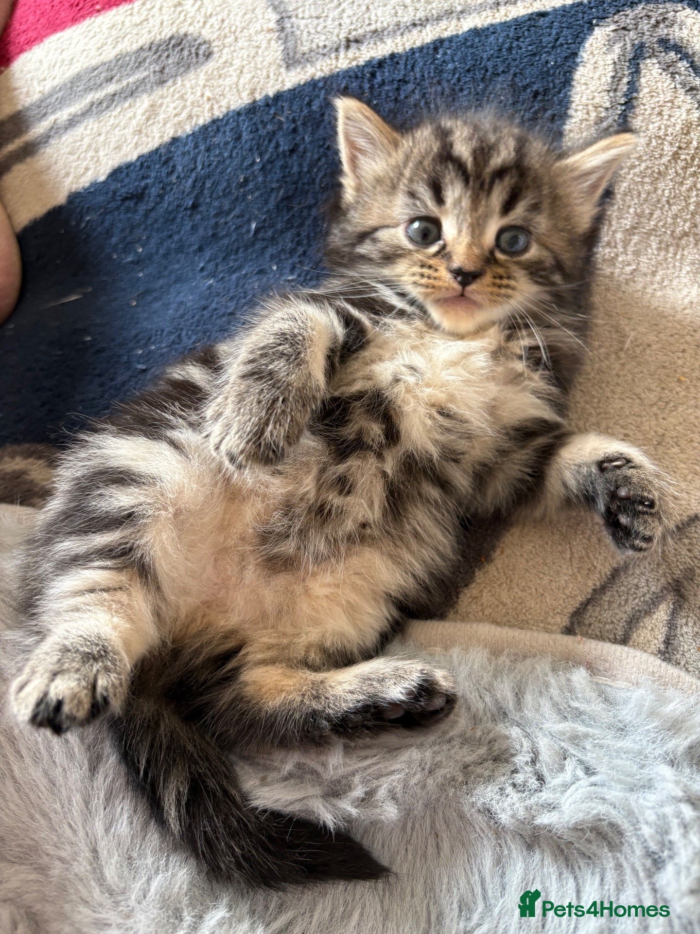 British Shorthair cats Beautiful British shorthair kittens for sale  - Advert 2
