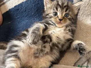 British Shorthair cats Beautiful British shorthair kittens for sale - Advert 2