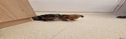 Miniature Dachshund dogs for sale: Miniature chocolate dapple black tan dachshund - Advert 19