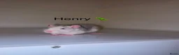 Rat rodents for sale: Beautiful baby rats  in Chelmsford - Advert 22