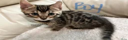 Mixed Breed cats for sale: Bengal/Maine coon hybrid silver and brown kittens in Solihull - Advert 11