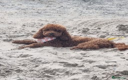 Cockapoo dogs for sale: F2b minature cockapoo  - Image 7