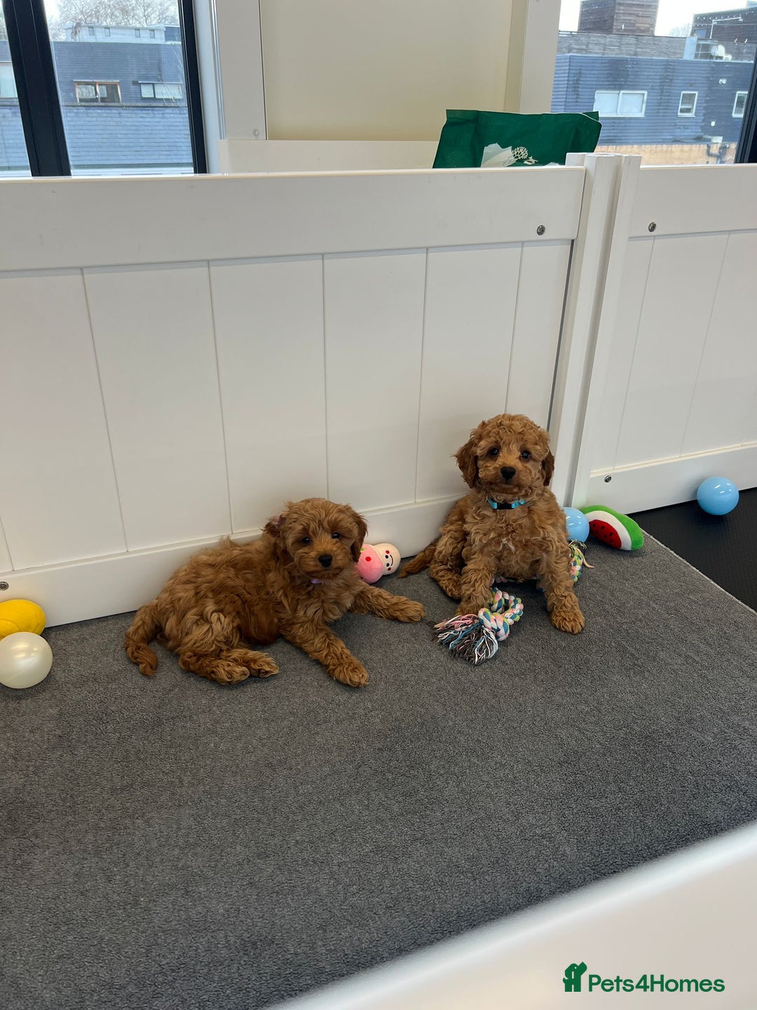 Cockapoo dogs for sale: F2 Cockerpoos Ready for their new homes. - Advert 17
