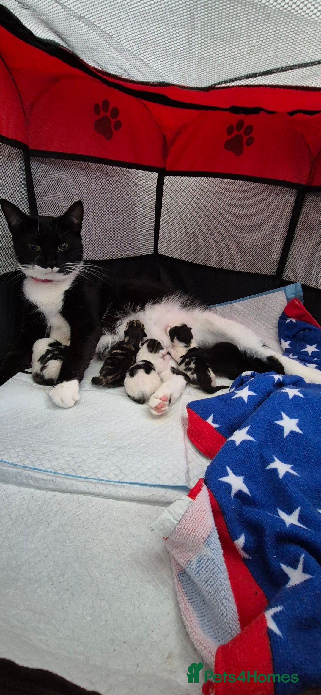 Mixed Breed cats for sale: Kittens for sale - Image 1
