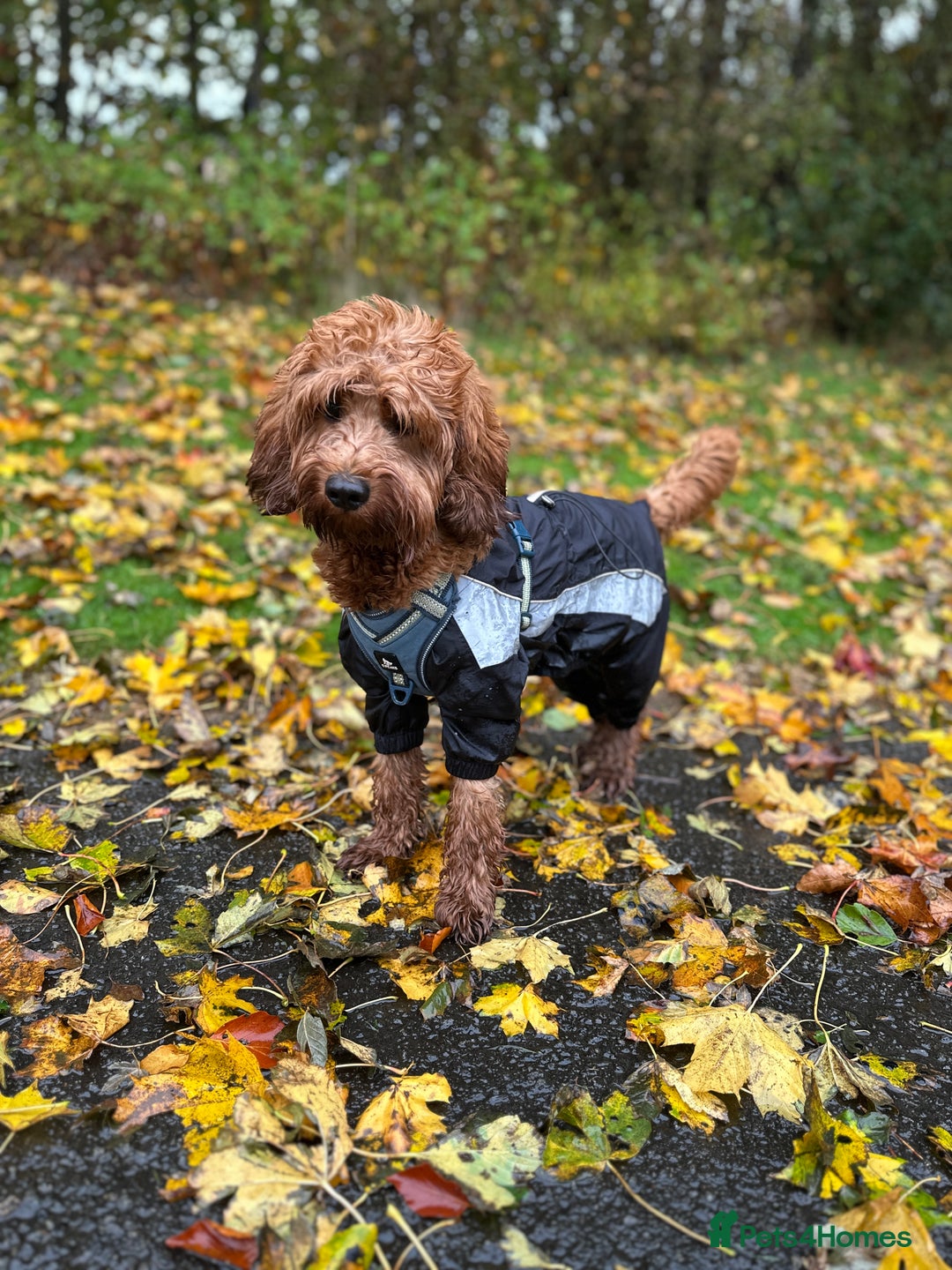 Cockapoo dogs for stud: Bear – DNA Tested Cockapoo Stud (Poodle-Dominant) - Advert 12