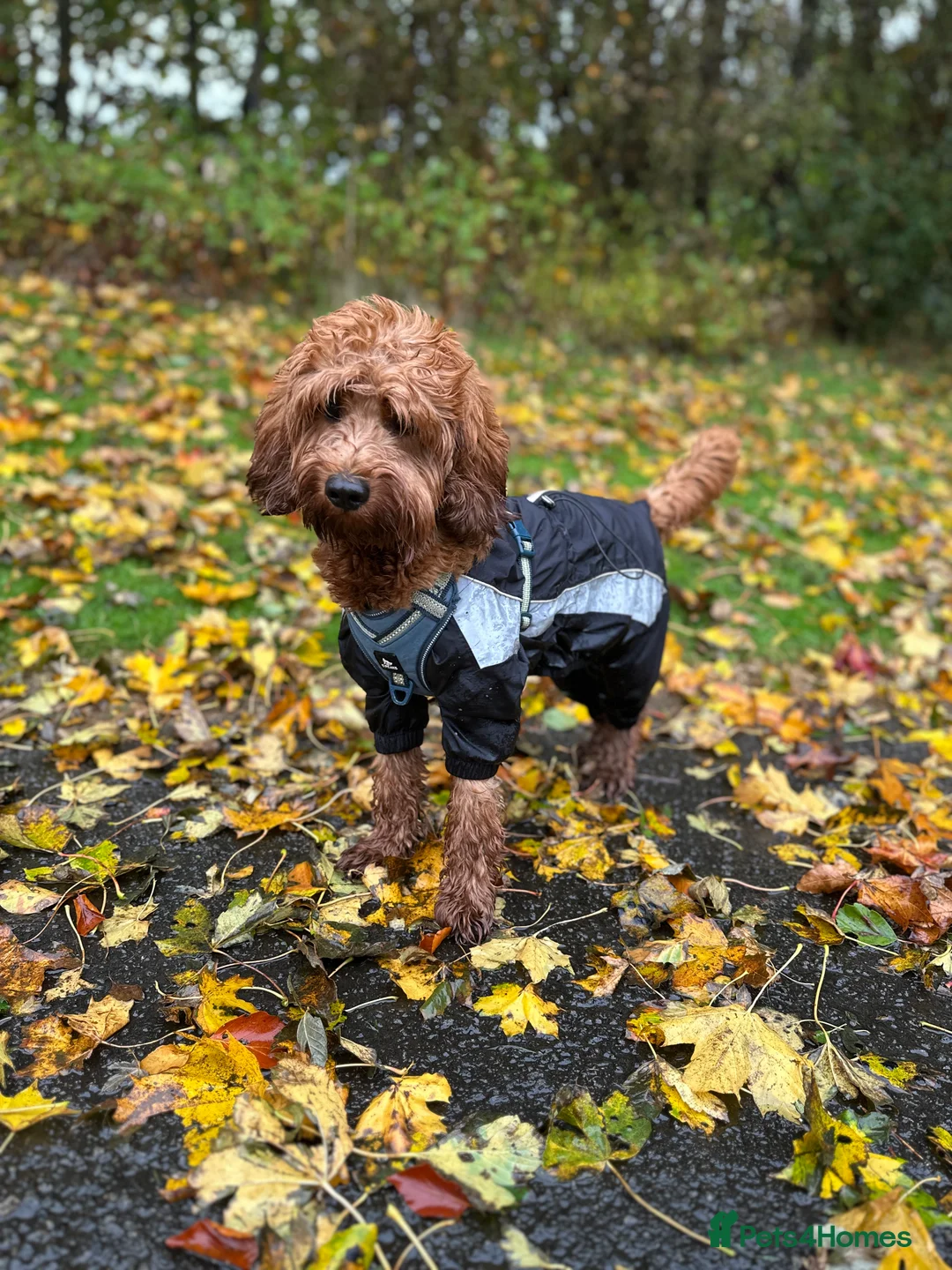 Cockapoo dogs for stud: STUD - DNA Tested Cockapoo (Poodle-Dominant) - Advert 13