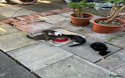 Domestic Shorthair cats for sale: Ekaterine  - Image 3