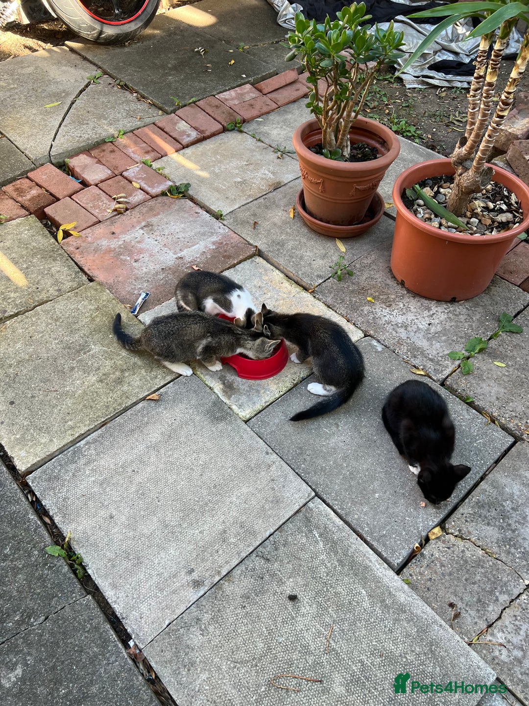 Domestic Shorthair cats for sale: Ekaterine  - Image 3