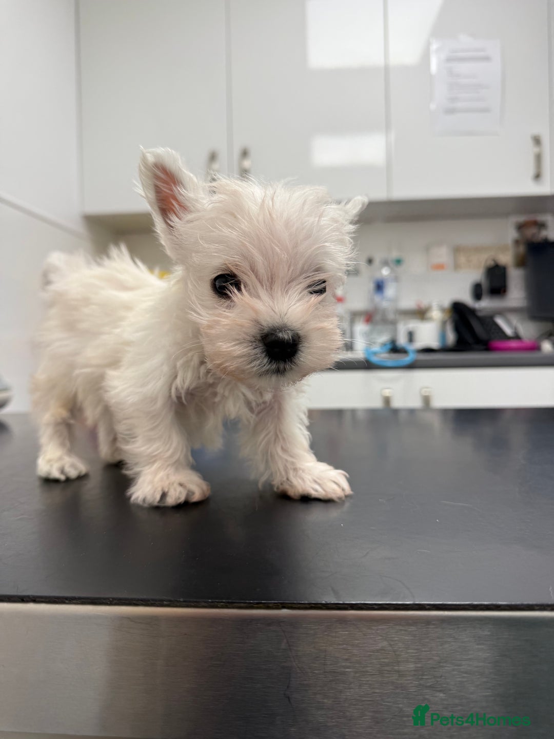 West Highland Terrier dogs for sale: Only 4 Westie Puppies Left – Ready for Homes Now! - Advert 24