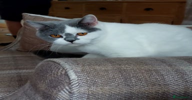 British Shorthair cats - Advert 8