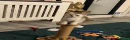 Scottish Fold cats for sale: Snow spot Scottish fold kittens - Advert 3