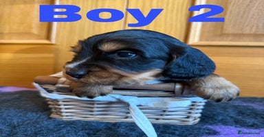 Cocker Spaniel dogs Beautiful Purebred Cocker Spaniel Puppies - Advert 8