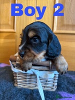 Cocker Spaniel dogs Beautiful Purebred Cocker Spaniel Puppies - Advert 8