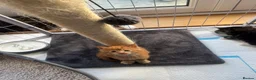 Maine Coon cats for sale: Beautiful Maine coon kittens - Advert 20