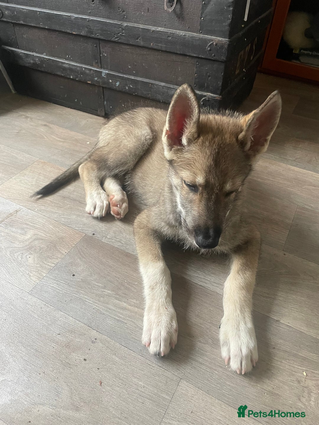 Shepsky dogs for sale: SHEPSKY MALE HUSKY GERMAN SHEPHERD CROSS MALE - Image 3