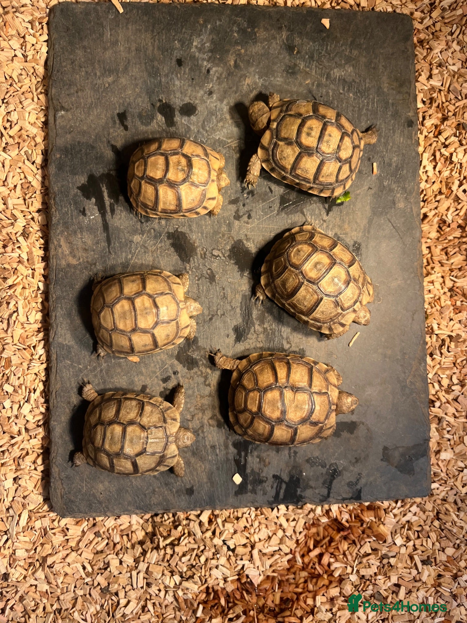 Tortoise reptiles  9 months old Greek tortoise&set up  - Advert 21
