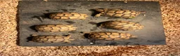 Tortoise reptiles for sale: £150 9 months old Greek tortoise&set up  - Advert 7