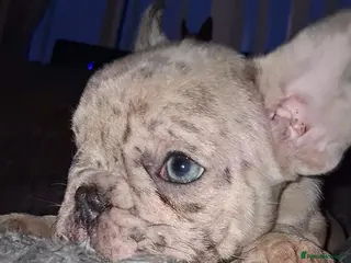 French Bulldog dogs 8 stunning french bulldogs - Advert 6