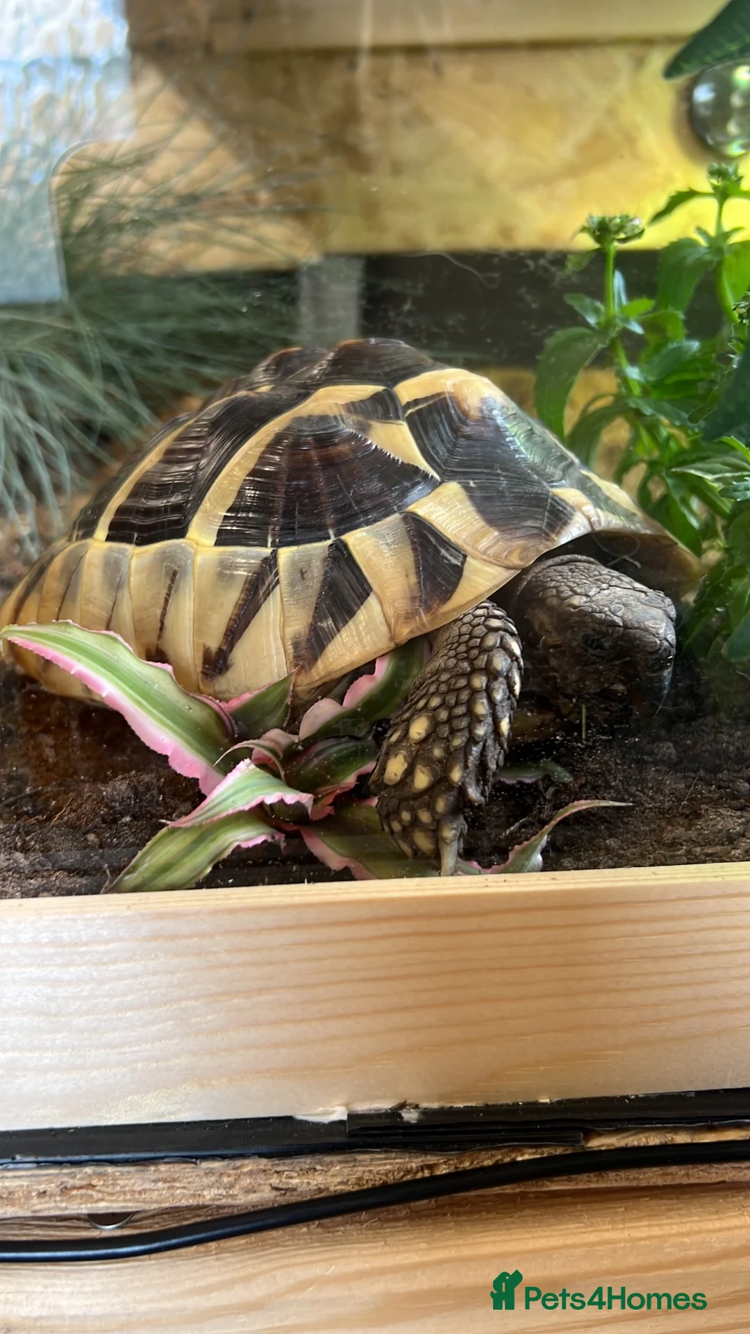 Hermann Tortoise reptiles for sale: Hermanns tortoise - Advert 5