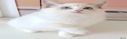 Ragdoll cats for sale: INDOOR GCCF REG CHOCOLATE LILAC RAGDOLL KITTENS - Advert 6