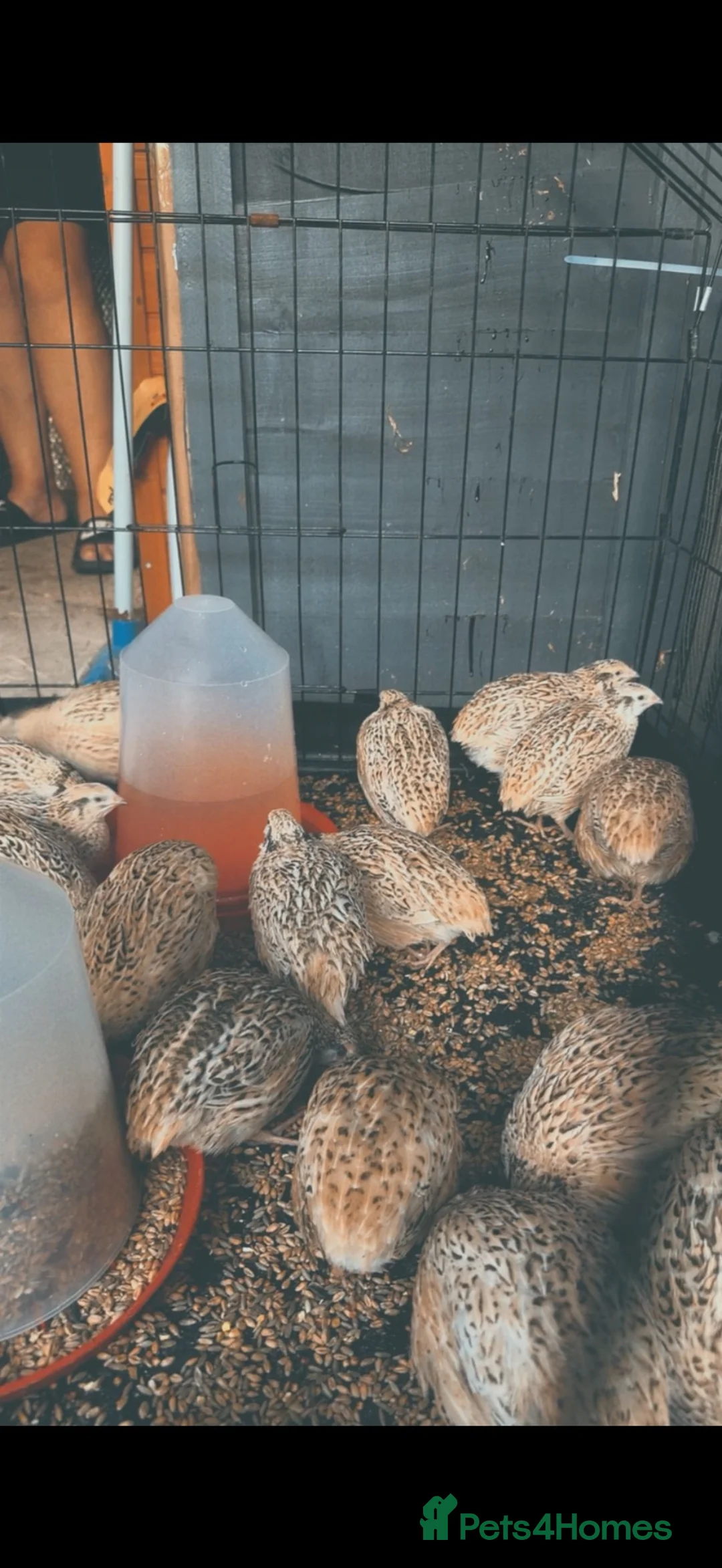 Quail poultry for sale: Quail Breeding group in Cannock - Advert 2