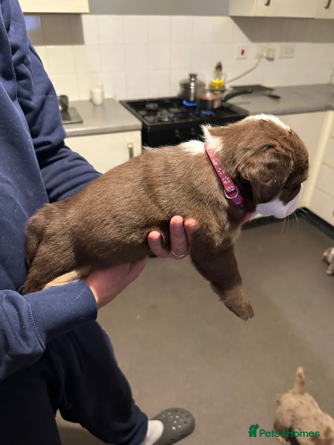 Mixed Breed dogs for sale: FLUFFY OLD TYME ENGLISH BULLDOG  - Advert 3