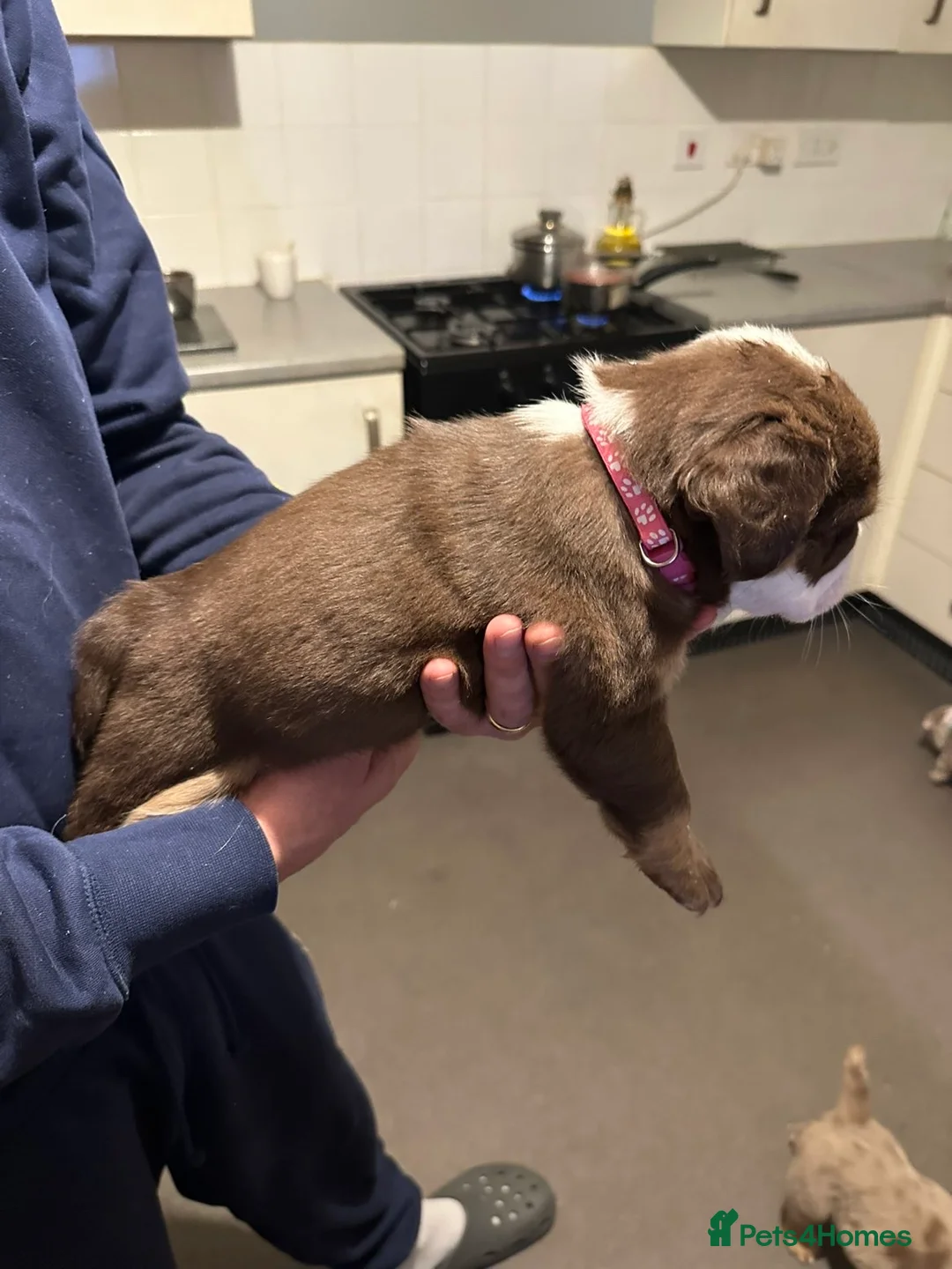 Mixed Breed dogs for sale: FLUFFY OLD TYME ENGLISH BULLDOG  - Advert 3