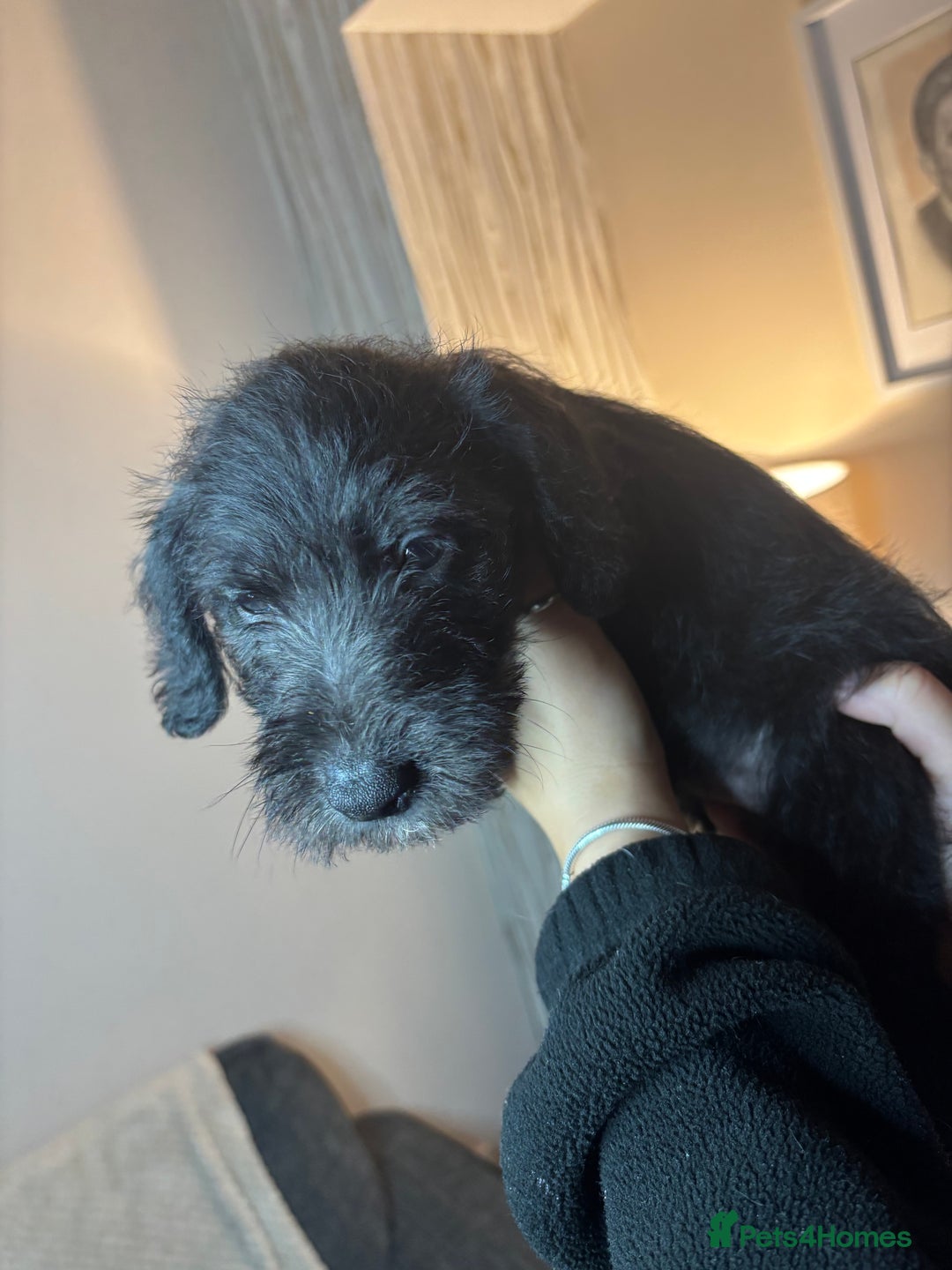 Mixed Breed dogs for sale: 3/4Bedlington 1/4Whippet - Image 7