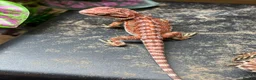Bearded Dragon reptiles for sale: Baby beardes dragons for sale  - Advert 4