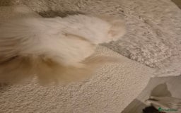 Scottish Fold cats for sale: Three stunning kittens - Image 5
