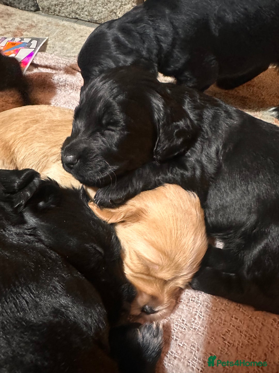 Mixed Breed dogs for sale: Beautiful Labradoodle x Cocker Spaniel Puppies - Advert 22