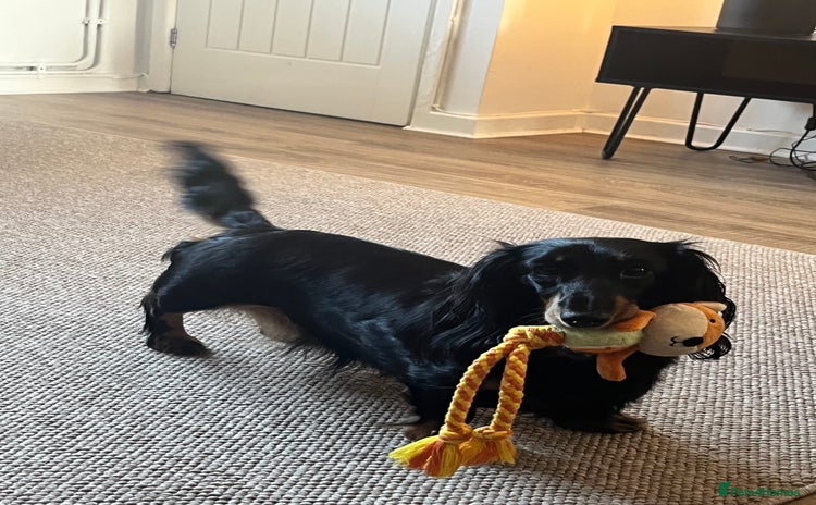 Miniature Dachshund dogs - Advert 5