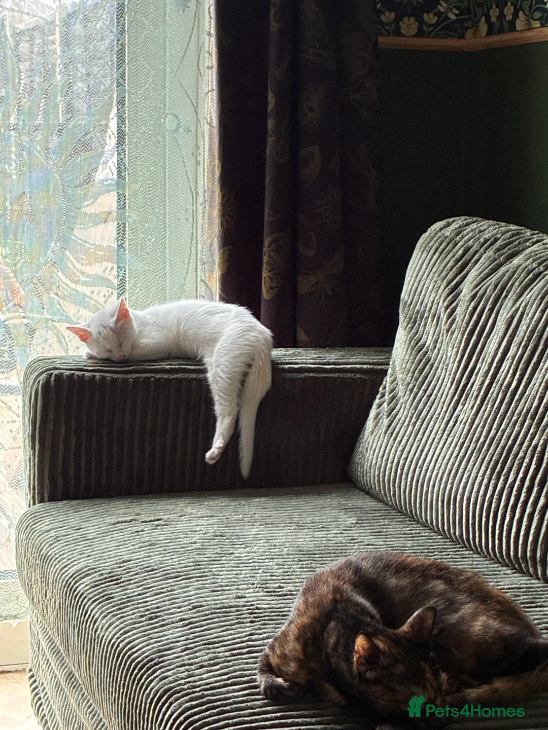 Mixed Breed cats for sale: 1 white boy,1 white girl with smudge,1 tort girl  - Advert 17