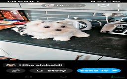 Maltese dogs for sale:  koreja meltis in Rotherham - Image 9