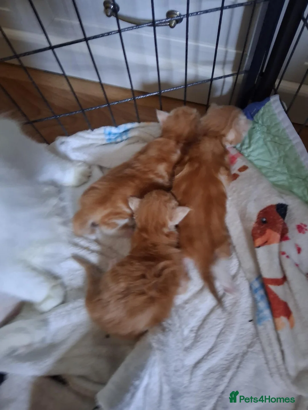 Maine Coon cats for sale: 3 GINGER MAINE COON  KITTENS in Wolverhampton - Advert 22