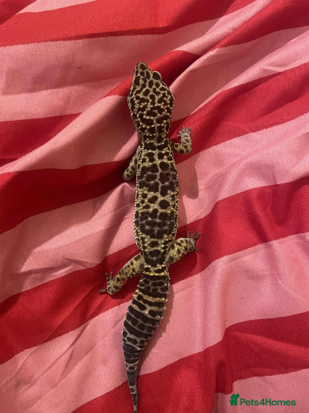 Leopard Gecko reptiles for sale: Leopard gecko - Advert 3